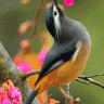 Souad